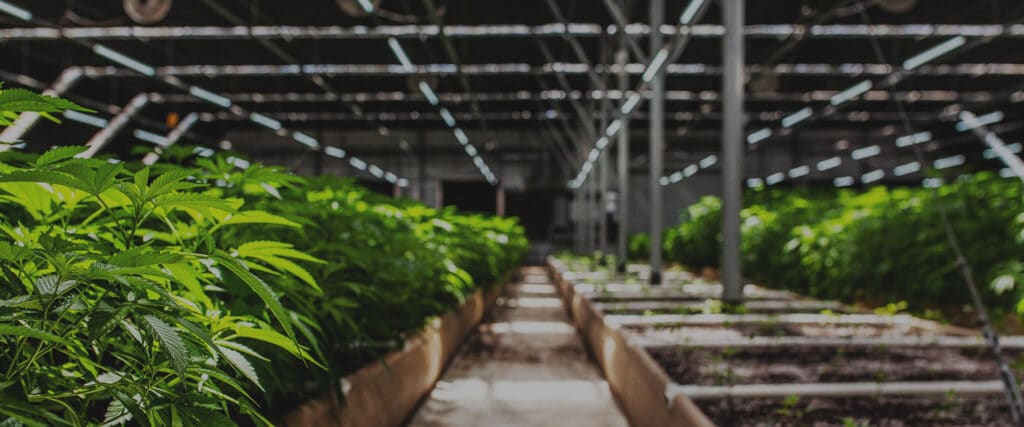 Indoor cannabis greenhouse
