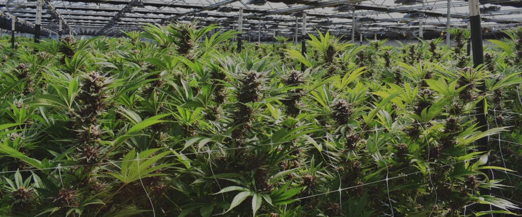 Indoor cannabis plants