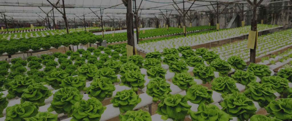 Indoor greenhouse lettuce plants