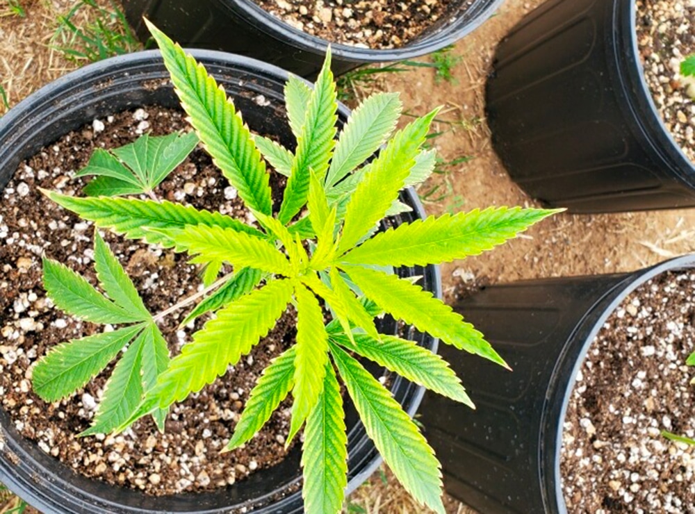 Single cannabis plant viewed from above