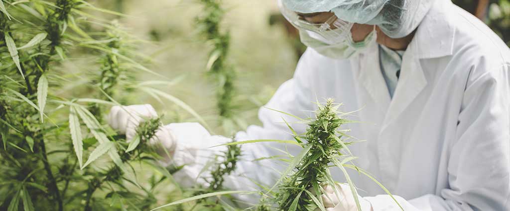 Worker In Lab Clothing Working With Cannabis Plants