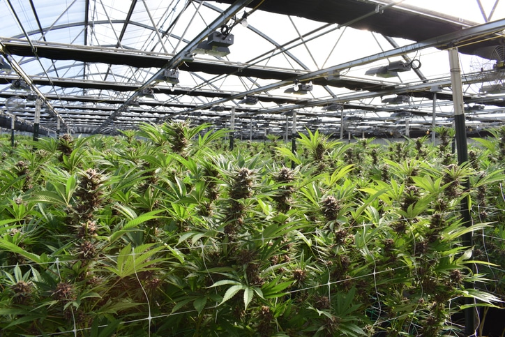 Ozone Built Systems For Indoor Cannabis Greenhouse