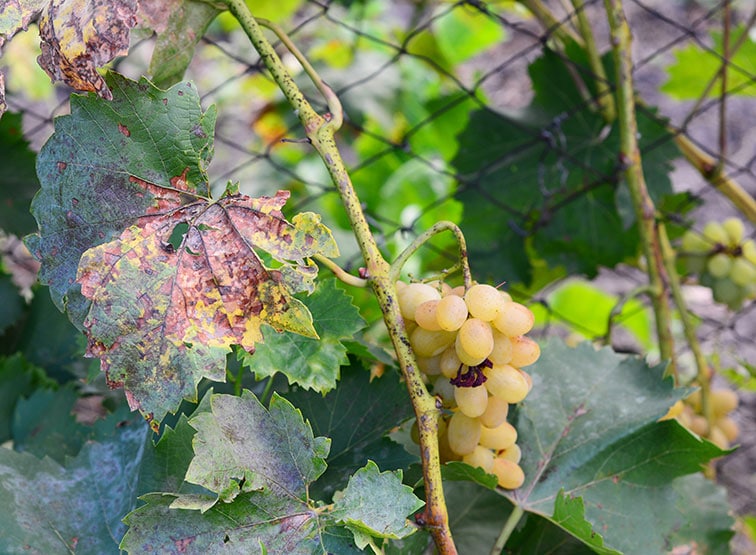 Grape Vines Affected By Boron Toxicity