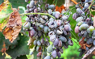 Fusarium Rot In Bunch Of Grapes