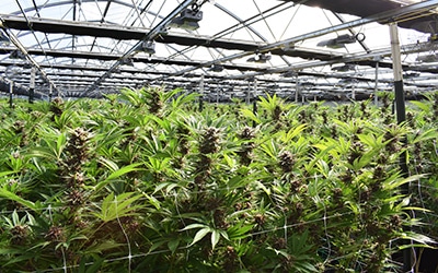 Indoor Cannabis Greenhouse