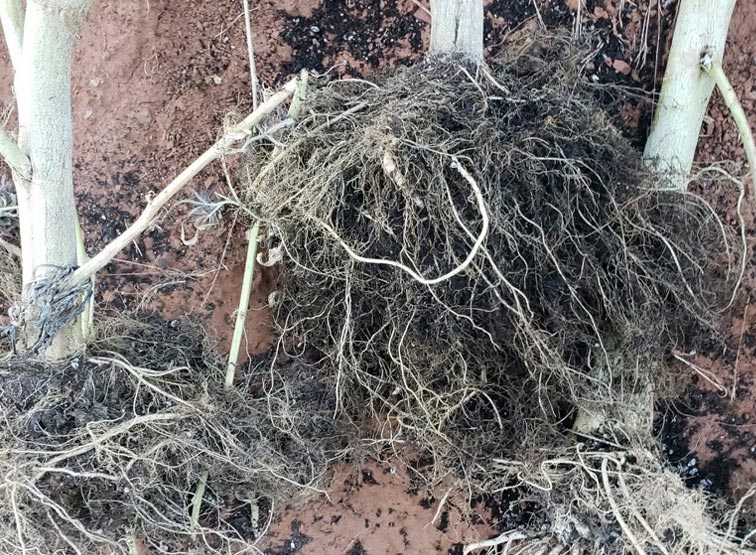 Root Damage Due To Boron Toxicity