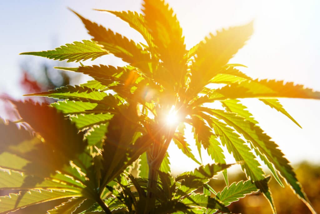 Cannabis Leaves With Sun In Background