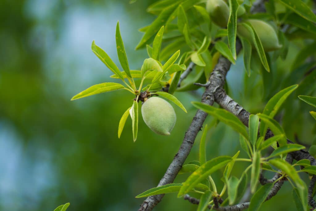 Image Of Fruit Ripening On Tree