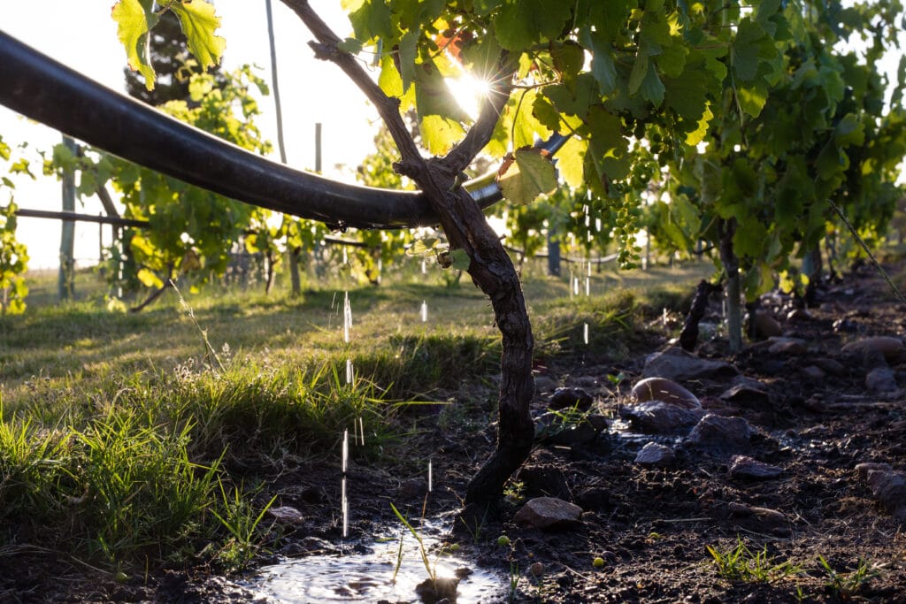 Grape Vines Being Watered